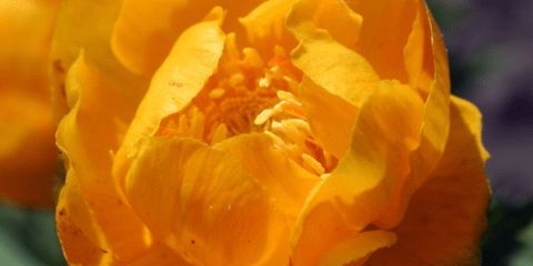 Kupaći kostim: fotografija biljke, sadnja i njega na otvorenom